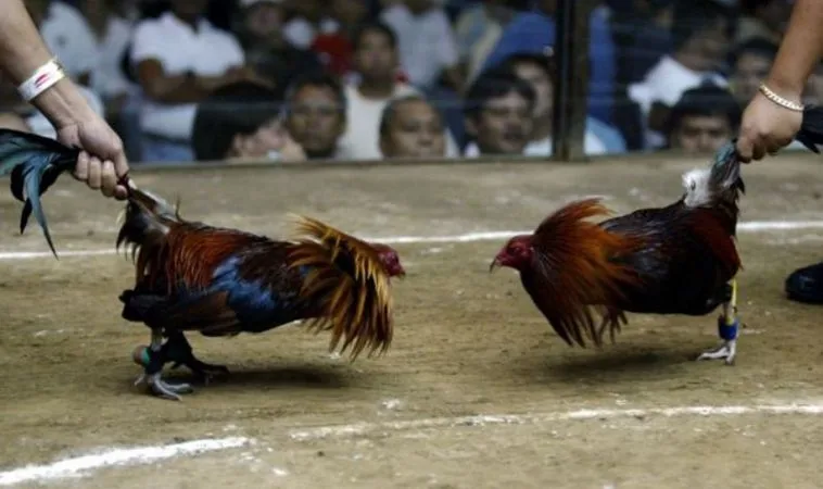 Sảnh đá gà Cat368 quy tụ nhiều chiến kê dũng mãnh