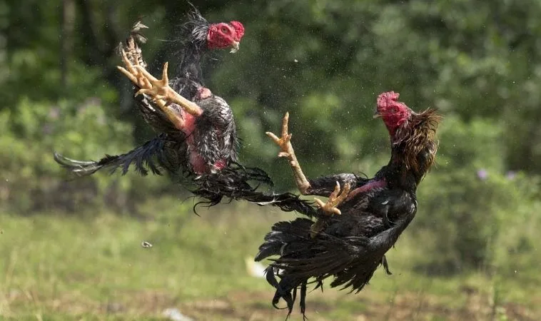 Chiến Thuật Cách Chơi Đá Gà WS168 Tại Cat368 Bất Bại Mọi Lúc 1 Đá Gà WS168 Tại Cat368